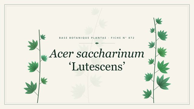 872 acer saccharinum lutescens : ce qu'il faut savoir Planche botanique stylisée d’Acer saccharinum ‘Lutescens’