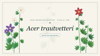 Planche botanique stylisée d’Acer trautvetteri, famille des Sapindacées