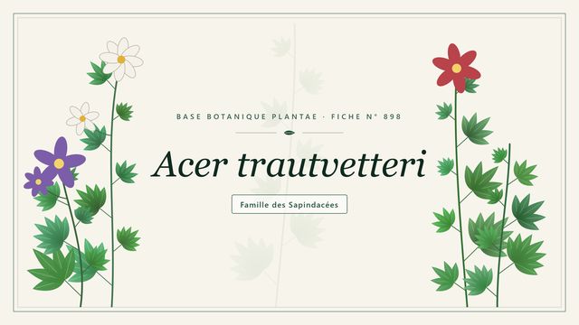 898 acer trautvetteri : notre analyse Planche botanique stylisée d’Acer trautvetteri, famille des Sapindacées