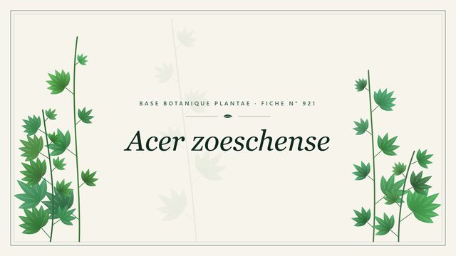Acer zoeschense : fiche descriptive et taxonomie Planche botanique stylisée d’Acer zoeschense