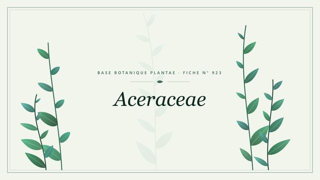 Aceraceae : description, culture et usages ornementaux Planche botanique stylisée d’Aceraceae