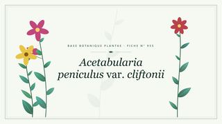 Planche botanique stylisée d’Acetabularia peniculus var. cliftonii