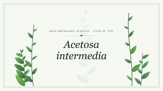 Planche botanique stylisée d’Acetosa intermedia