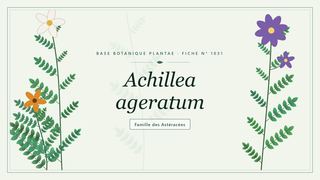 Planche botanique stylisée d’Achillea ageratum, famille des Astéracées