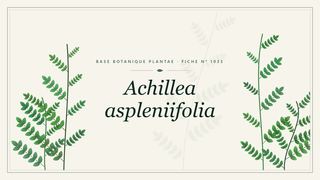 Planche botanique stylisée d’Achillea aspleniifolia