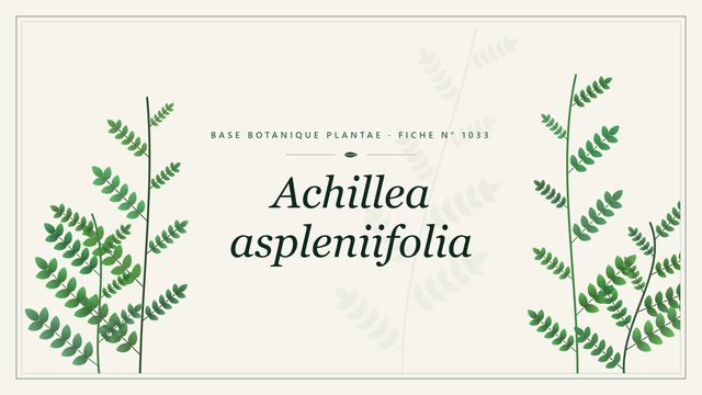 Achillea aspleniifolia : fiche descriptive et taxonomie Planche botanique stylisée d’Achillea aspleniifolia