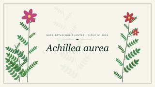 Planche botanique stylisée d’Achillea aurea