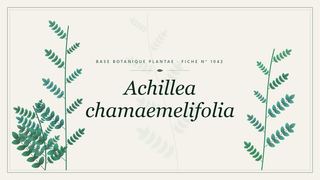 Planche botanique stylisée d’Achillea chamaemelifolia