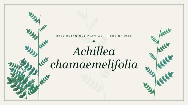 Achillea chamaemelifolia : fiche descriptive et taxonomie Planche botanique stylisée d’Achillea chamaemelifolia