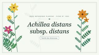 Planche botanique stylisée d’Achillea distans subsp. distans, famille des Asteraceae