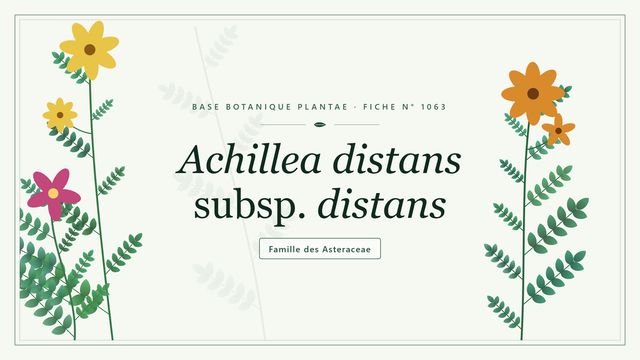 Achillea distans subsp. distans : guide complet Planche botanique stylisée d’Achillea distans subsp. distans, famille des Asteraceae