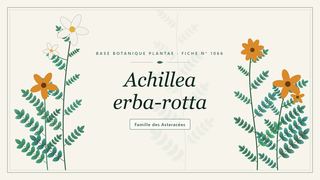 Planche botanique stylisée d’Achillea erba-rotta, famille des Asteracées