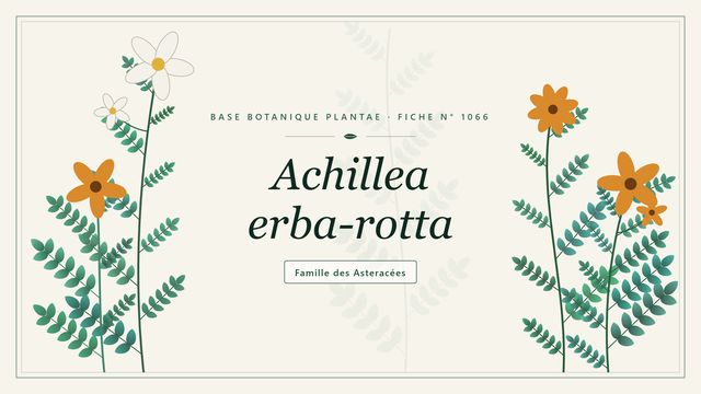 Achillea erba rotta : les bases Planche botanique stylisée d’Achillea erba-rotta, famille des Asteracées
