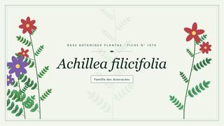 Planche botanique stylisée d’Achillea filicifolia, famille des Asteracées