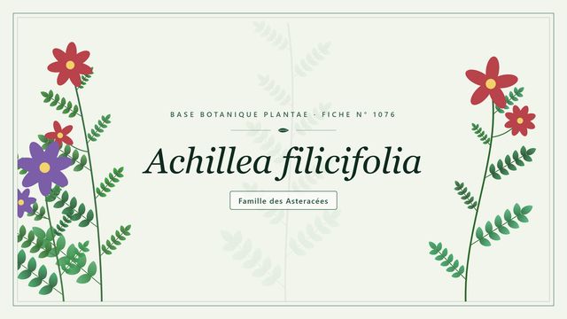 Achillea filicifolia : ce qu'il faut savoir Planche botanique stylisée d’Achillea filicifolia, famille des Asteracées
