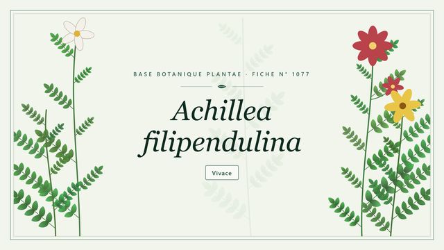 Achillea filipendulina : fiche descriptive et taxonomie Planche botanique stylisée d’Achillea filipendulina