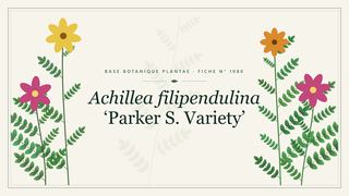 Planche botanique stylisée d’Achillea filipendulina ‘Parker S. Variety’