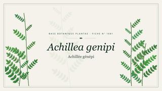 Planche botanique stylisée d’Achillea genipi (Achillée génépi)