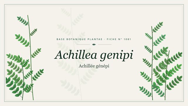 Achillea genipi : tout comprendre Planche botanique stylisée d’Achillea genipi (Achillée génépi)