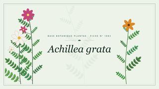 Planche botanique stylisée d’Achillea grata