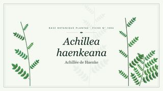 Planche botanique stylisée d’Achillea haenkeana (Achillée de Haenke)