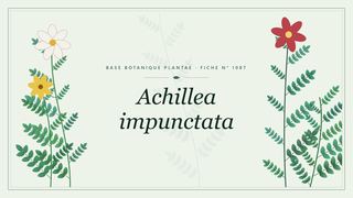 Planche botanique stylisée d’Achillea impunctata