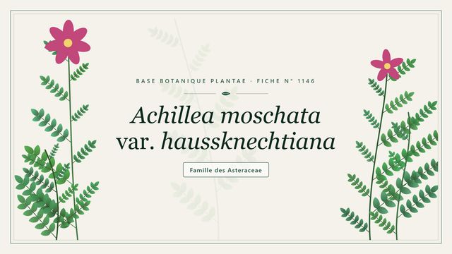 Achillea moschata var. haussknechtiana, l'achillée musquée Planche botanique stylisée d’Achillea moschata var. haussknechtiana, famille des Asteraceae