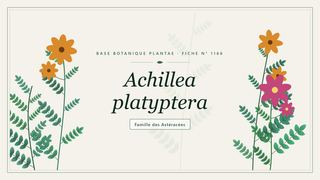 Planche botanique stylisée d’Achillea platyptera, famille des Astéracées