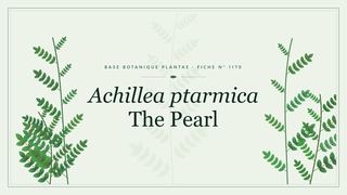 Planche botanique stylisée d’Achillea ptarmica The Pearl