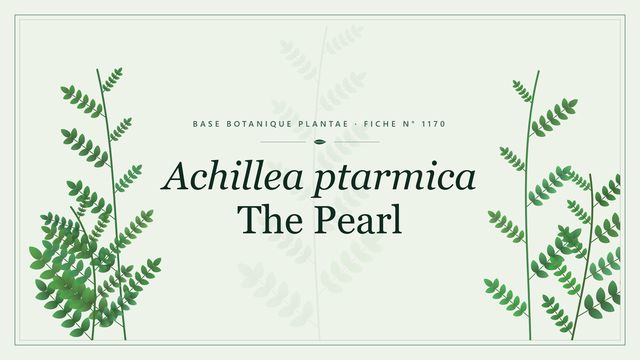 Achillea ptarmica The Pearl : la vivace blanche aux boutons bouillonnes Planche botanique stylisée d’Achillea ptarmica The Pearl