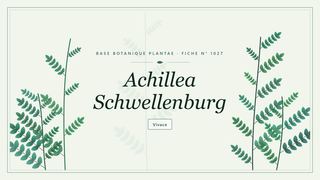 Planche botanique stylisée d’Achillea Schwellenburg