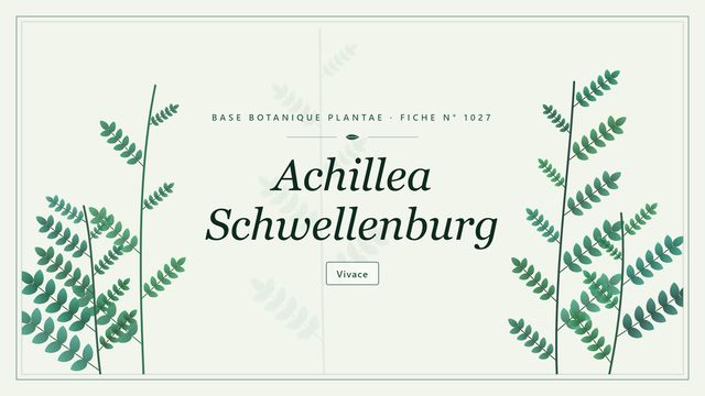 Achillea Schwellenburg : la vivace dorée qui fleurit tout l'été Planche botanique stylisée d’Achillea Schwellenburg