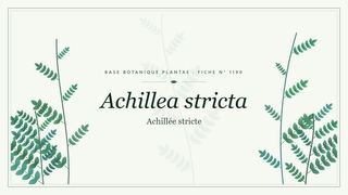 Planche botanique stylisée d’Achillea stricta (Achillée stricte)