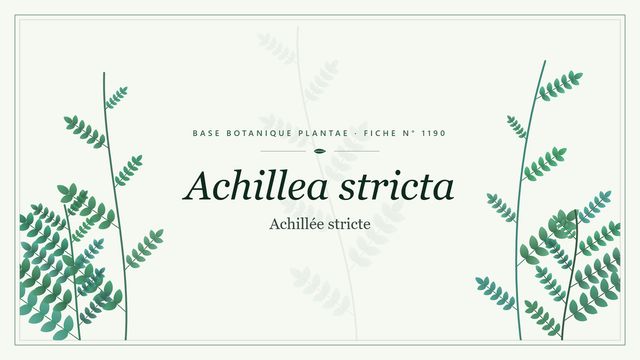 Achillea stricta : comment s'y retrouver Planche botanique stylisée d’Achillea stricta (Achillée stricte)