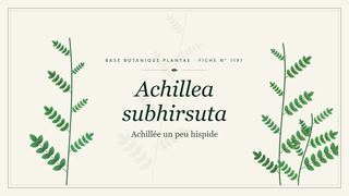 Planche botanique stylisée d’Achillea subhirsuta (Achillée un peu hispide)