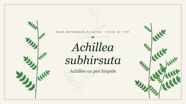 Achillea subhirsuta : guide complet Planche botanique stylisée d’Achillea subhirsuta (Achillée un peu hispide)