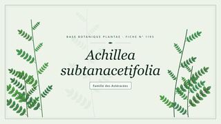 Planche botanique stylisée d’Achillea subtanacetifolia, famille des Astéracées