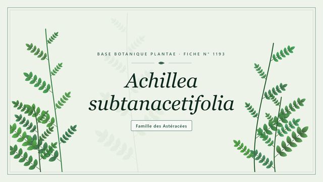 Achillea subtanacetifolia : guide complet Planche botanique stylisée d’Achillea subtanacetifolia, famille des Astéracées