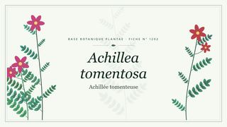 Planche botanique stylisée d’Achillea tomentosa (Achillée tomenteuse)
