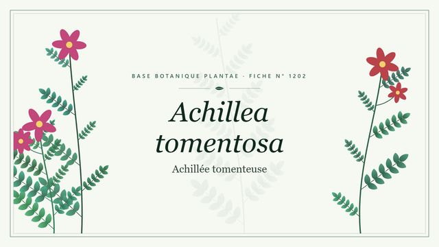 Achillea tomentosa : conseils et analyse Planche botanique stylisée d’Achillea tomentosa (Achillée tomenteuse)