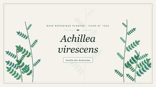 Planche botanique stylisée d’Achillea virescens, famille des Astéracées