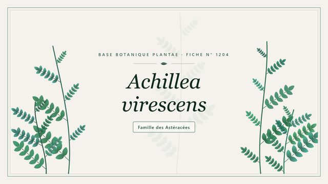 Achillea virescens : tout comprendre Planche botanique stylisée d’Achillea virescens, famille des Astéracées