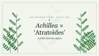 Planche botanique stylisée d’Achillea × ‘Atratoides’ (Achillée hybride alpine)