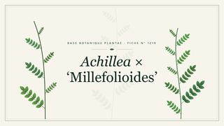 Planche botanique stylisée d’Achillea × ‘Millefolioides’