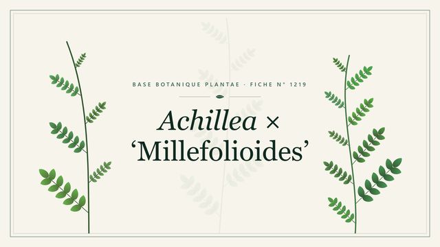 Achillea × millefolioides : notre analyse Planche botanique stylisée d’Achillea × ‘Millefolioides’