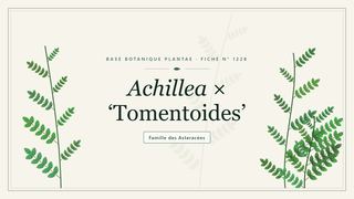 Planche botanique stylisée d’Achillea × ‘Tomentoides’, famille des Asteracées