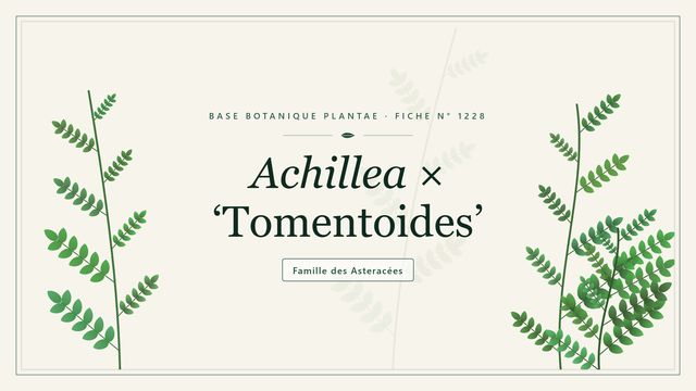 Achillea × tomentoides : l'achillée hybride au feuillage laineux Planche botanique stylisée d’Achillea × ‘Tomentoides’, famille des Asteracées