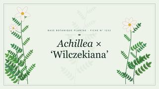 Planche botanique stylisée d’Achillea × ‘Wilczekiana’