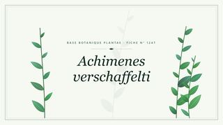 Planche botanique stylisée d’Achimenes verschaffelti
