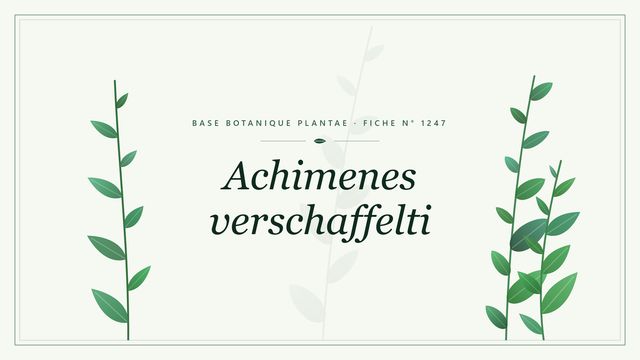Achimenes verschaffelti : fiche descriptive et taxonomie Planche botanique stylisée d’Achimenes verschaffelti